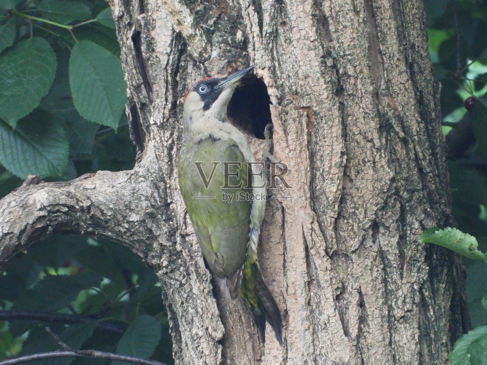 绿色的啄木鸟照片摄影图片