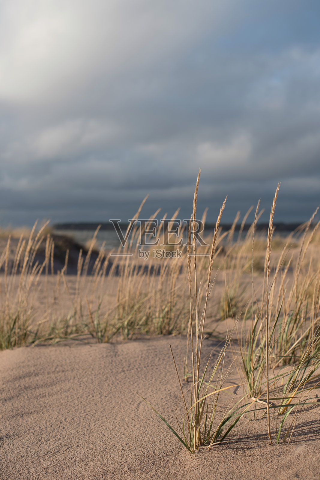 海滩上干草的茎秆照片摄影图片