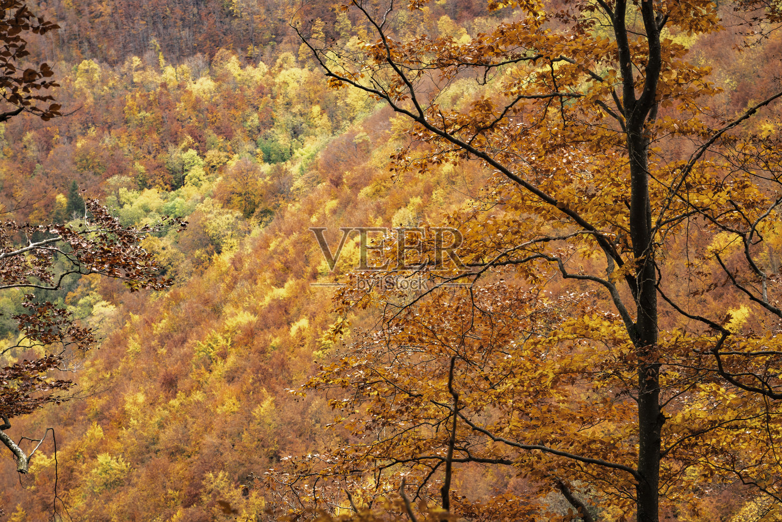德国斯瓦比亚的金色秋景照片摄影图片