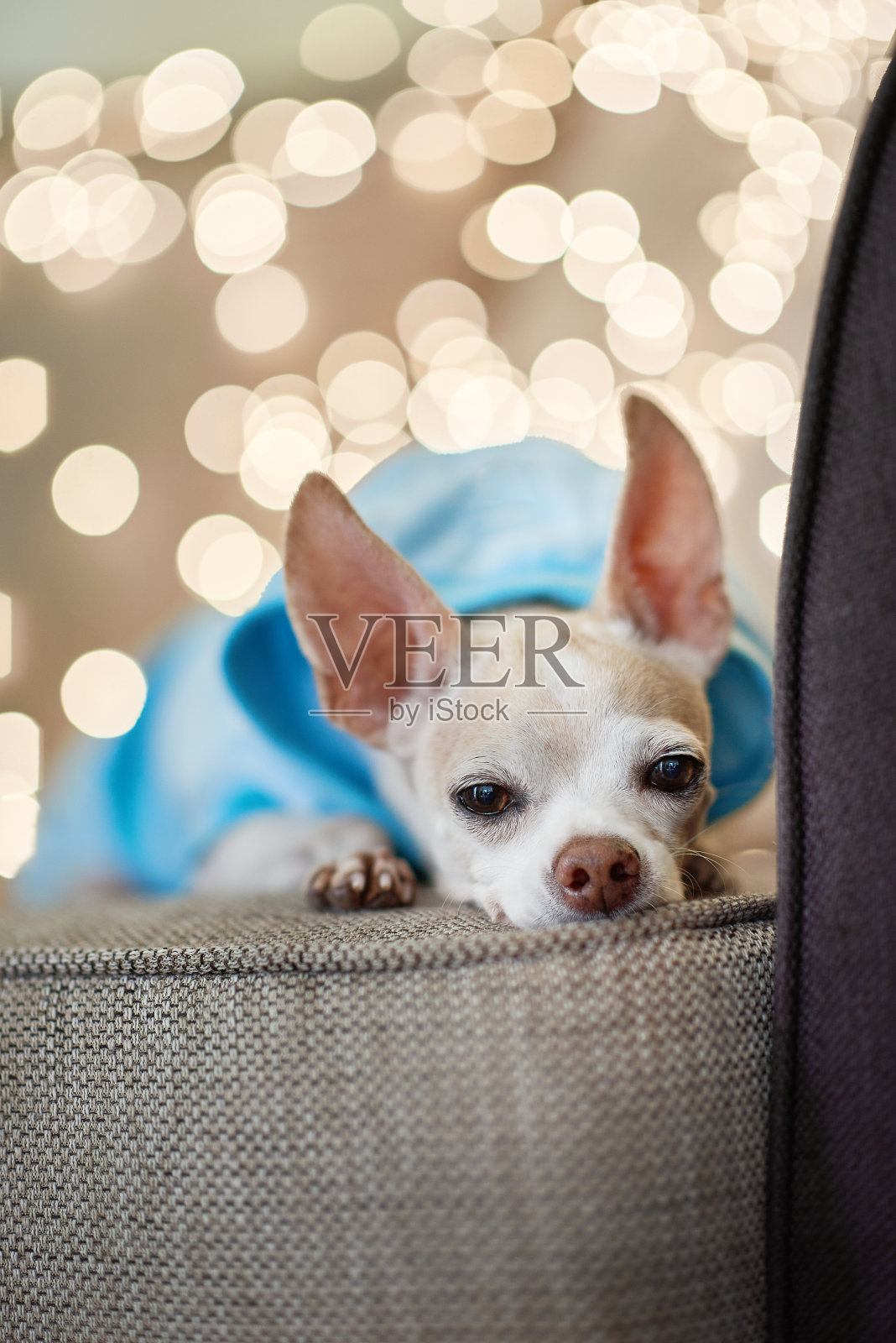 可爱的吉娃娃狗躺在床上,Сhristmas概念照片摄影图片