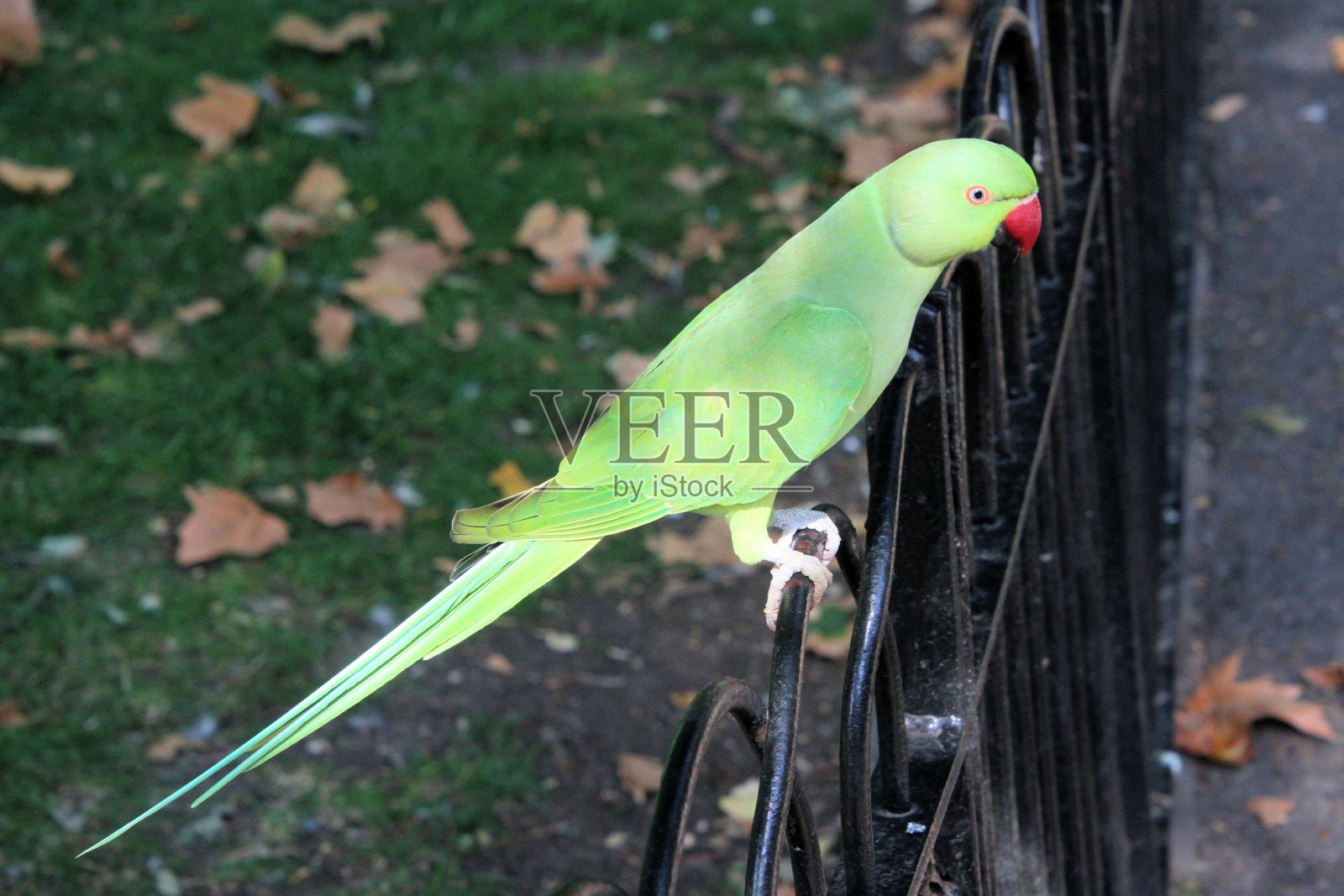 环颈长尾小鹦鹉的特写照片摄影图片