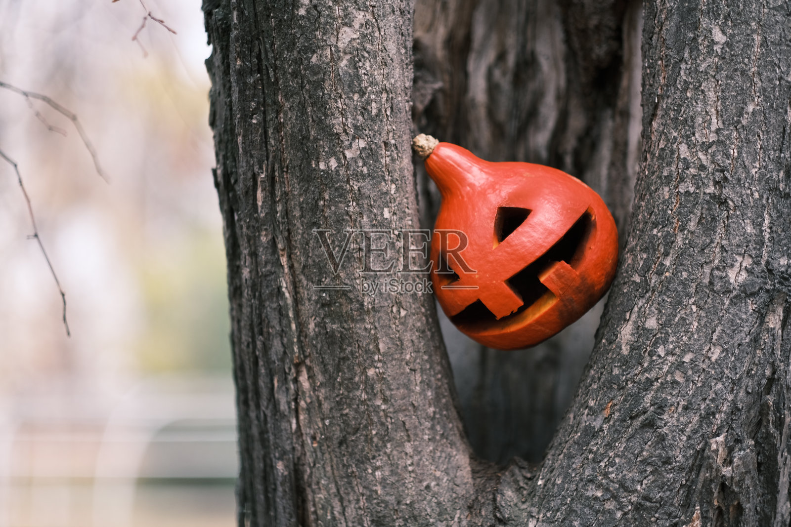 南瓜灯在中空的树在公园照片摄影图片