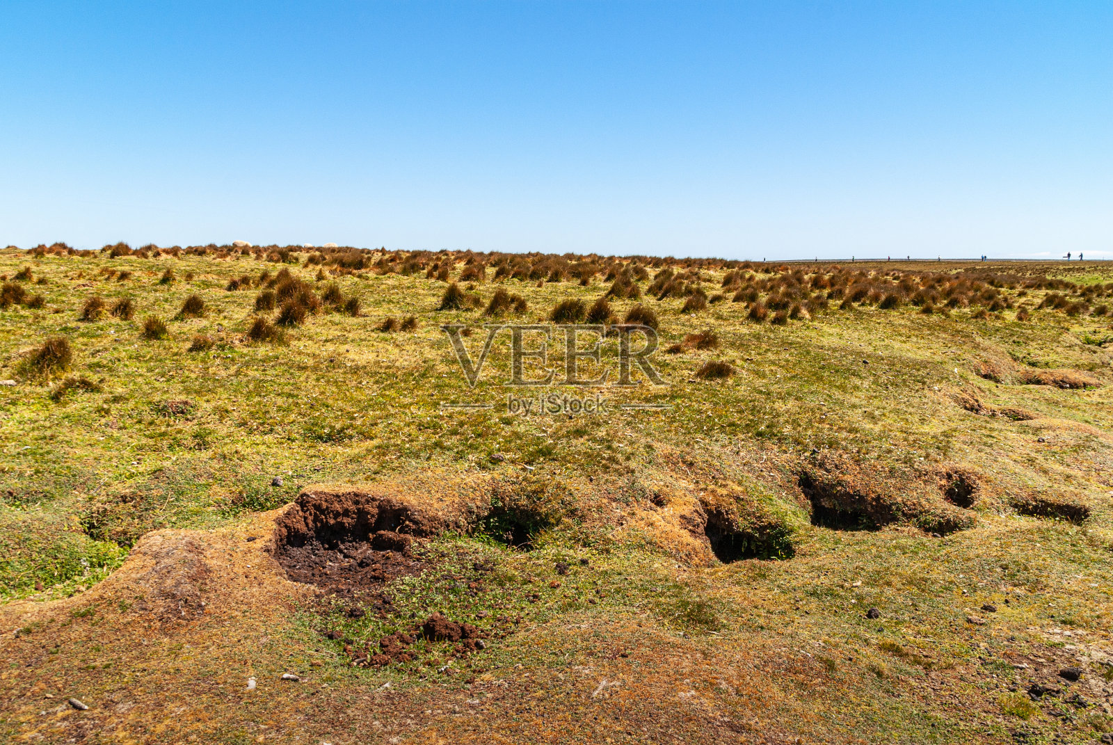 英国福克兰岛志愿者海滩的绿棕色景观。照片摄影图片