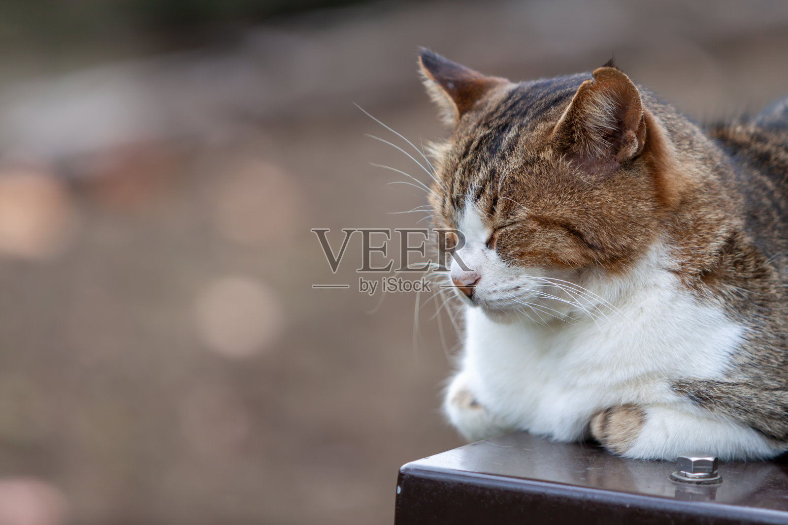 鲭鱼的猫照片摄影图片