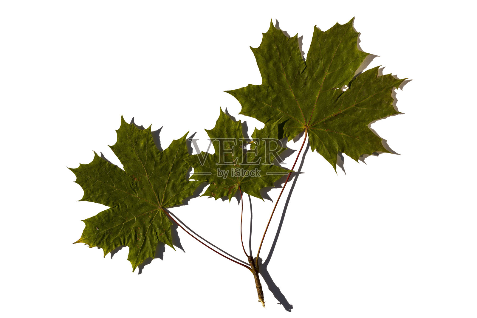 近距离观看美丽的绿色枫叶孤立在白色的背景。秋天的概念。照片摄影图片