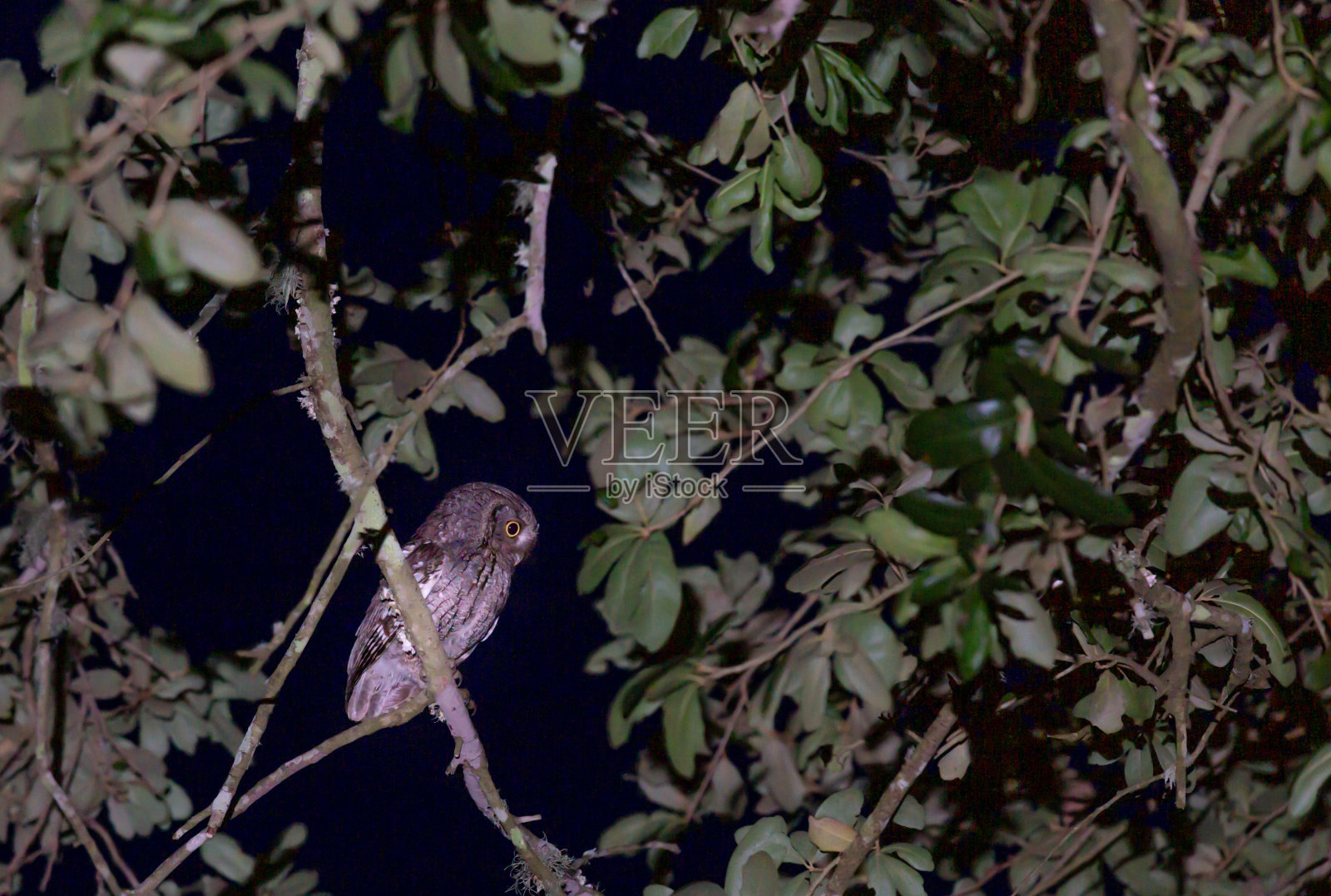 凶事预言者照片摄影图片