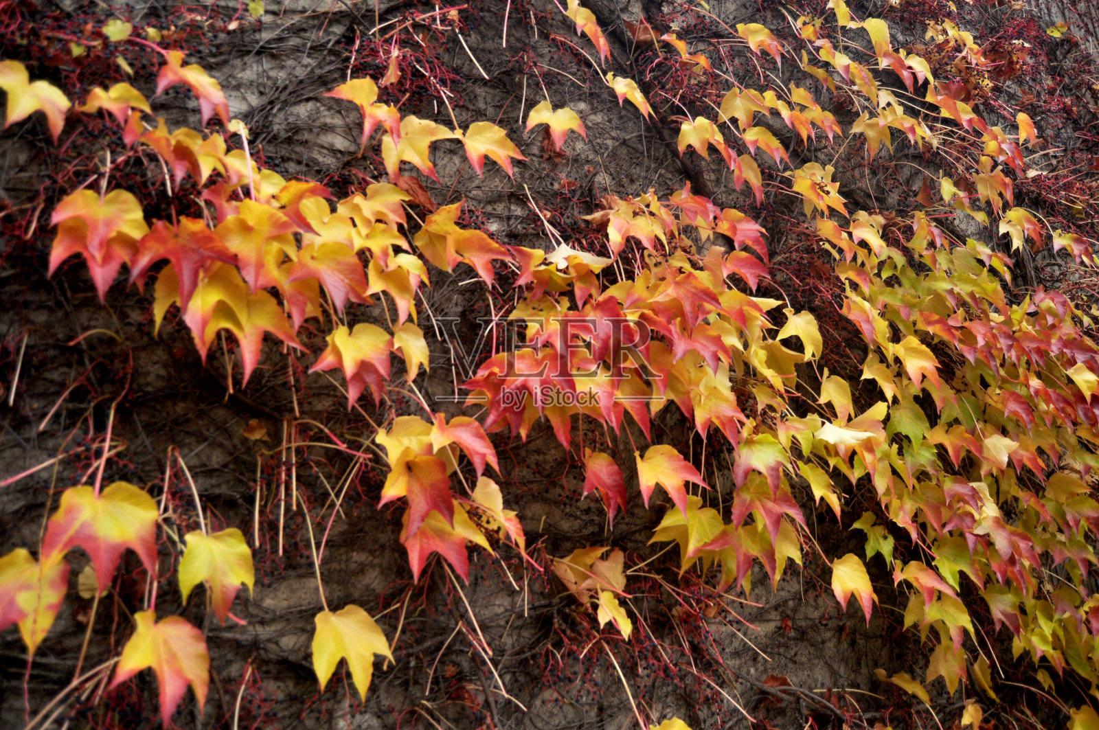 常青藤爬树,混凝土墙背景秋秋时节照片摄影图片