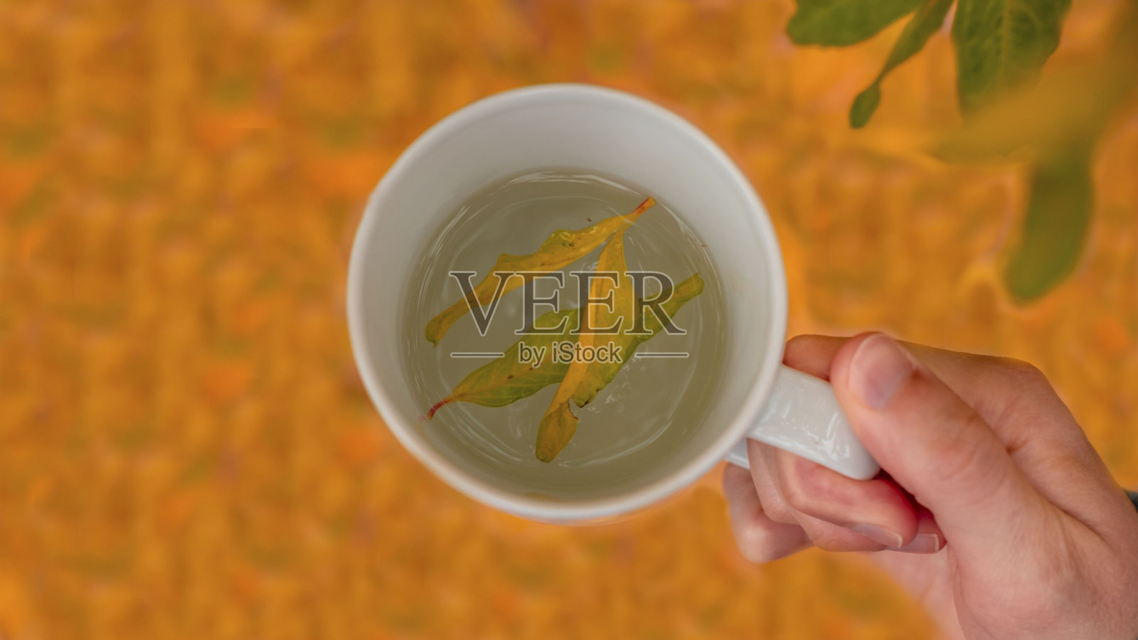 顶视图的一个杯子上橙色的叶子,里面有两片绿色的叶子照片摄影图片