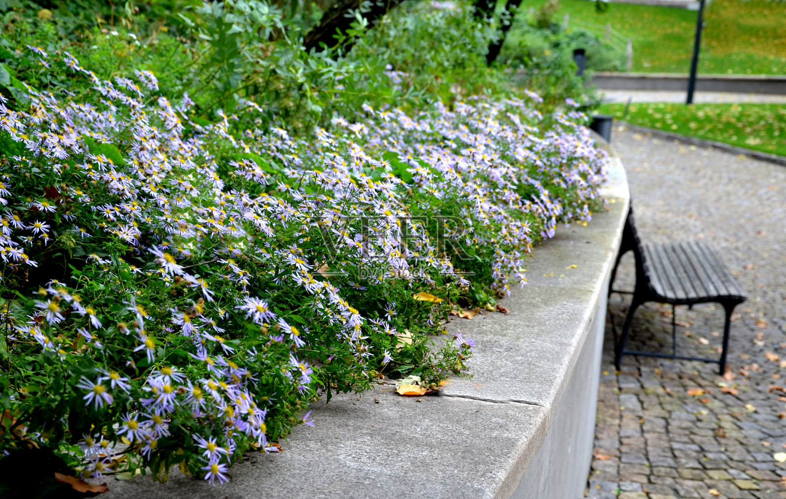 公园内的灰色支撑混凝土墙旁的长椅。紫苑在花坛的墙上开着花。木镶板公园长椅与金属黑色框架。照片摄影图片