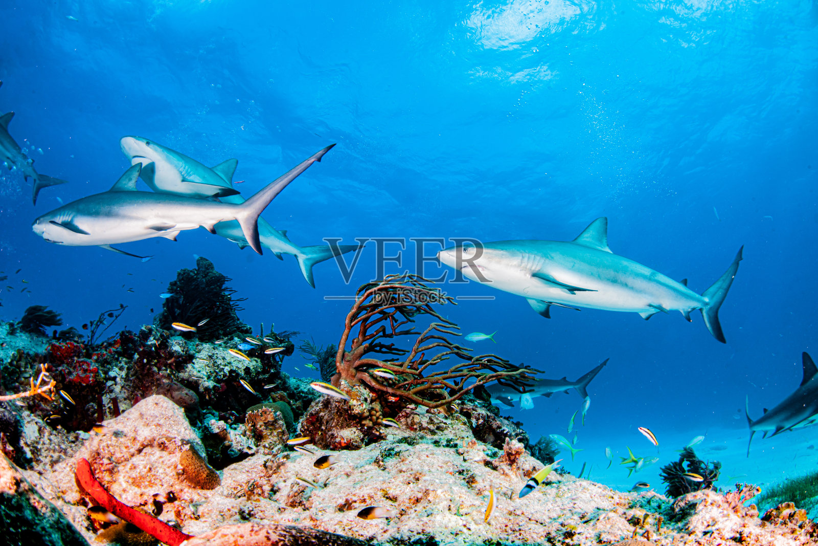 巴哈马群岛的加勒比礁鲨照片摄影图片