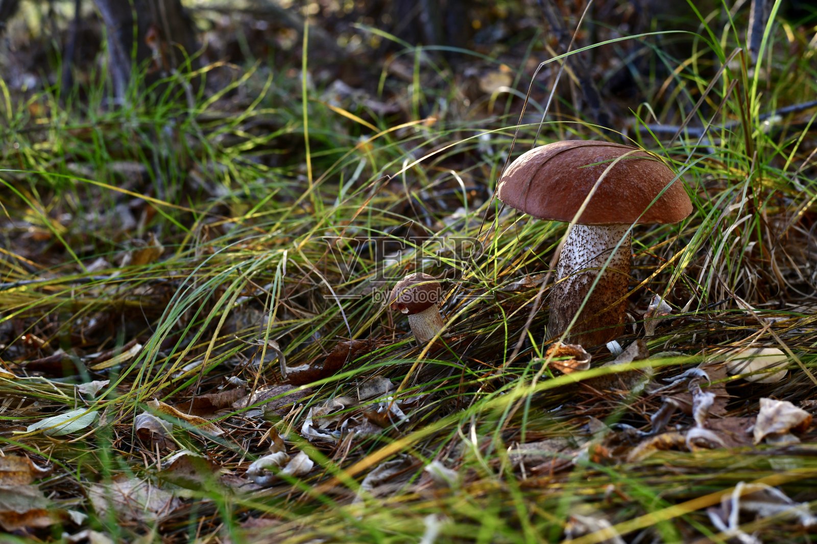 草丛和落叶中有几只强壮的森林蘑菇。照片摄影图片