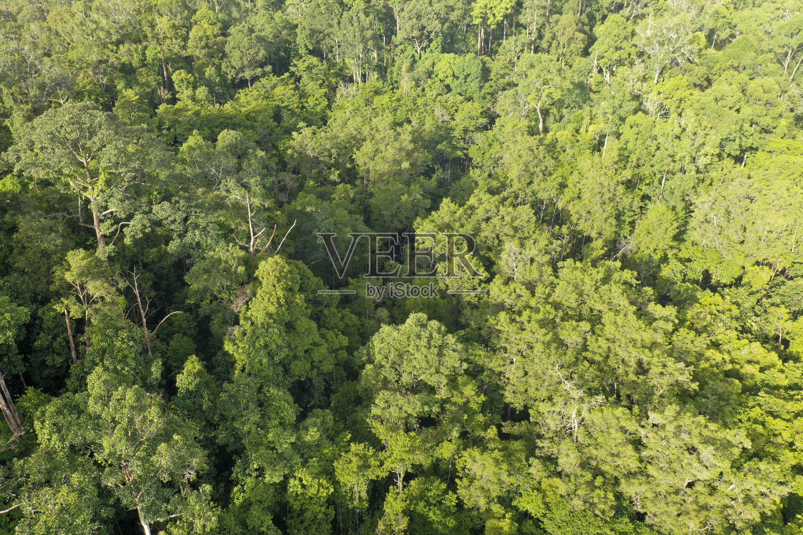 红树林鸟瞰图。照片摄影图片