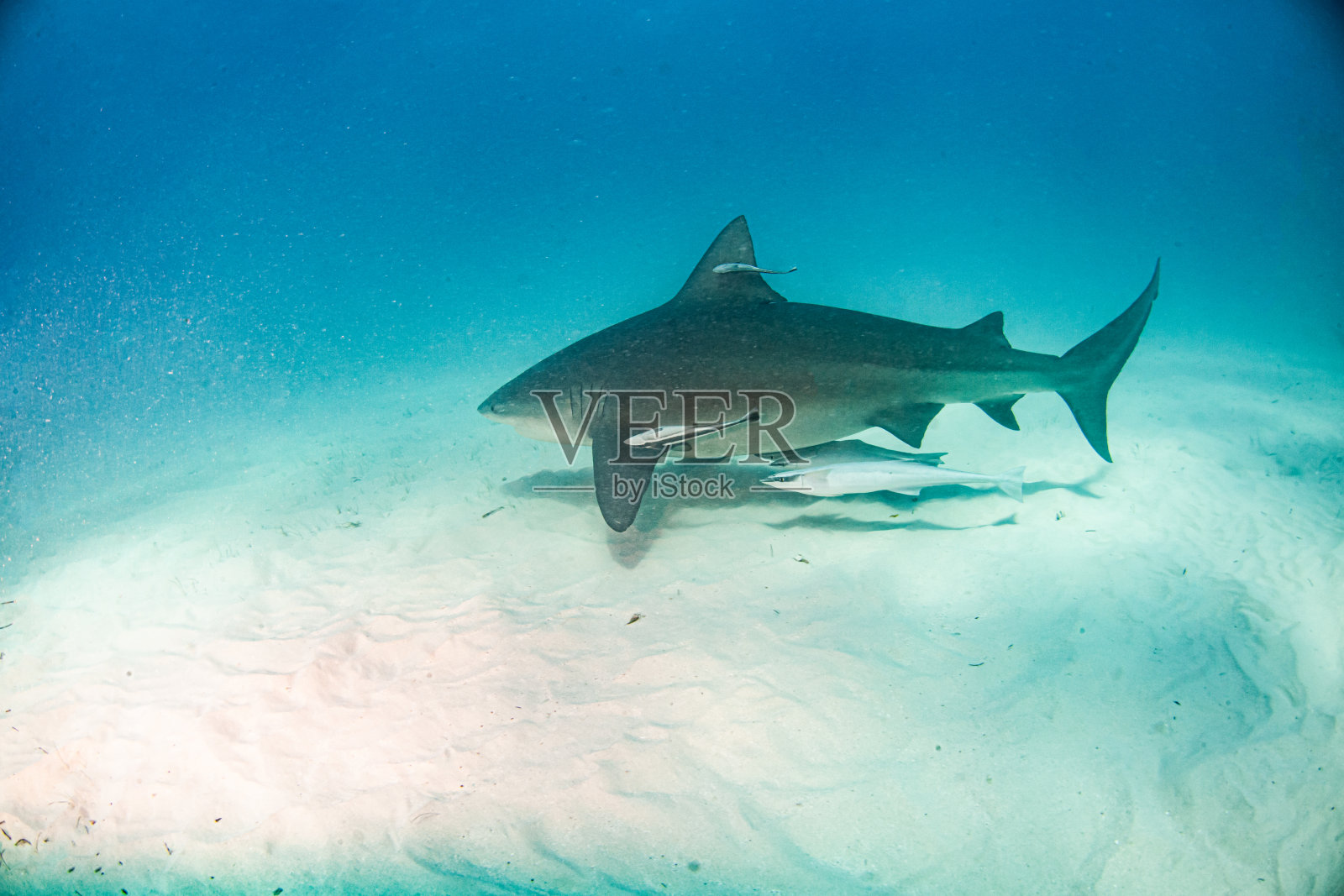 巴哈马的牛鲨照片摄影图片