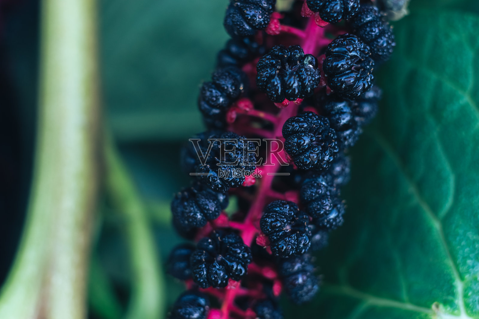 近距离细节的一个叶片植物在花园里。美丽的背景图案设计。照片摄影图片