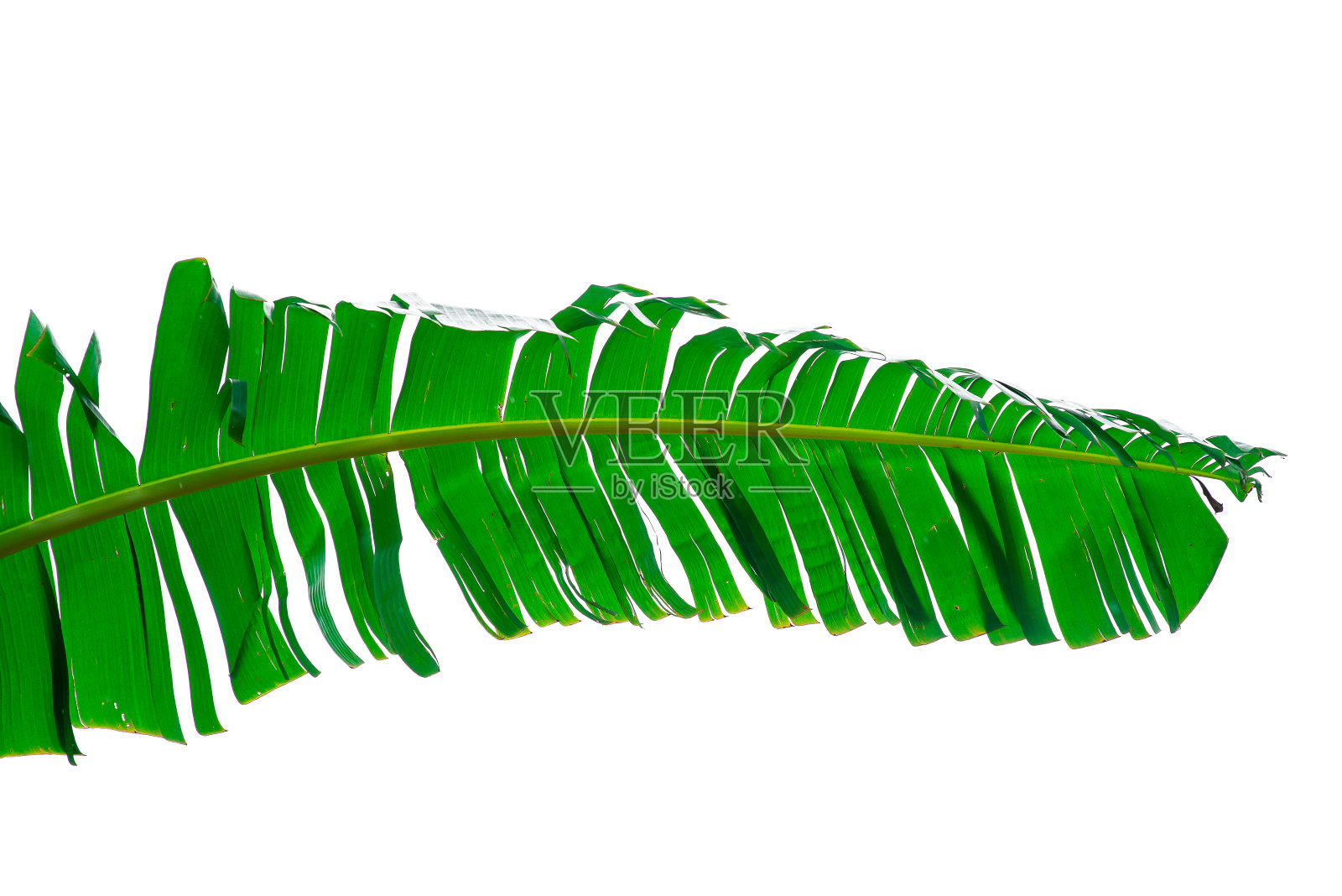 抽象绿叶纹理,自然背景,热带叶照片摄影图片