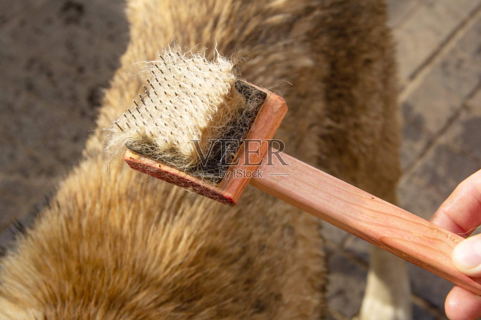 木头上有一种特殊的毛刷,上面有金属鬃毛,用来给动物梳头。梳子上有很多狗毛。狗就在附近。从以上观点。照片摄影图片