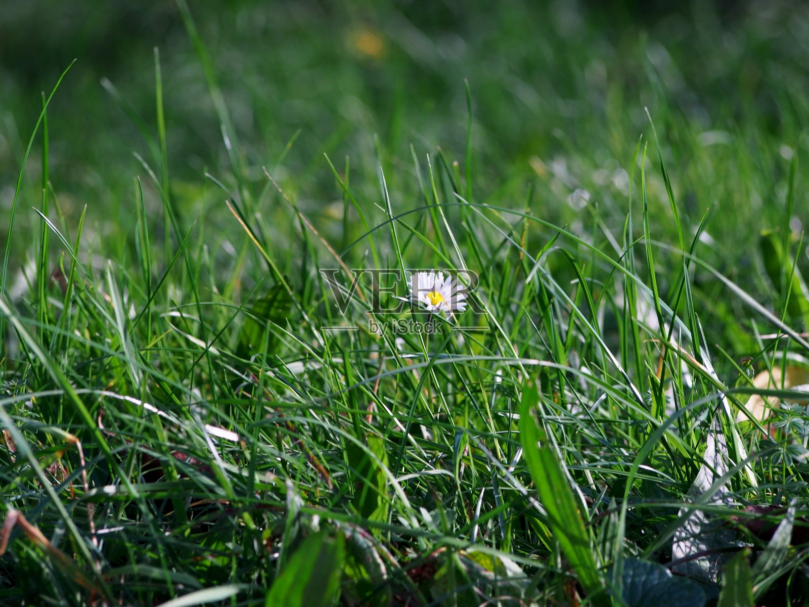 白色的雏菊在绿色的草坪上,秋天的花,细部的草,花园的植被,自然的背景,春天的花,照片摄影图片