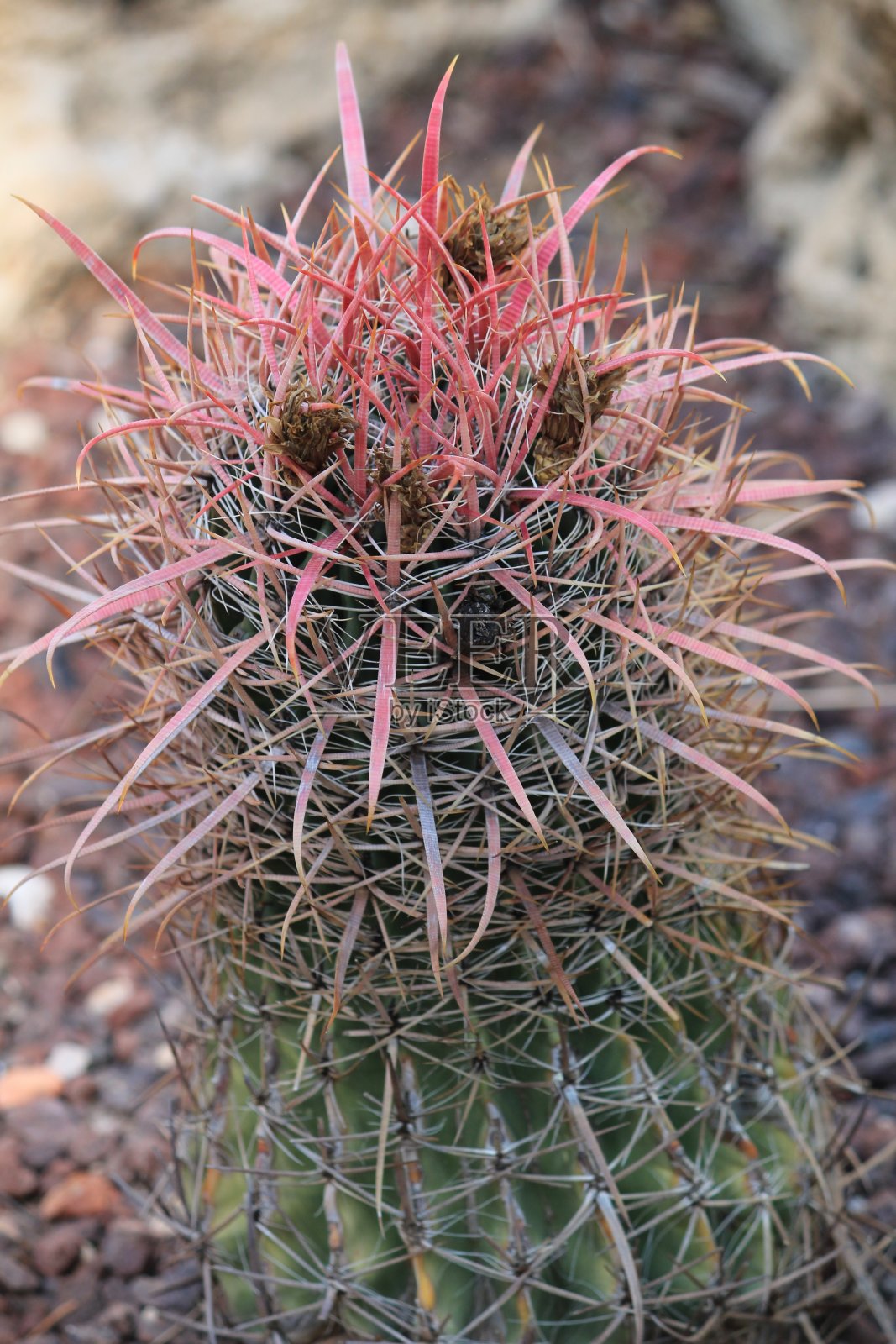 花园里的仙人掌照片摄影图片