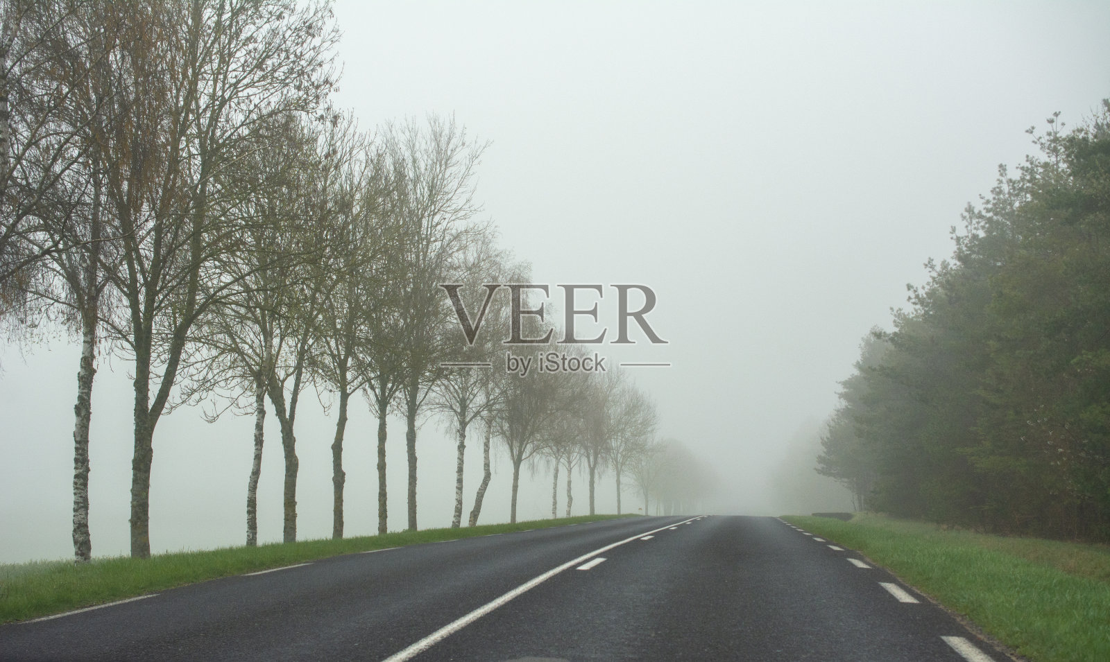 有雾的桦树巷照片摄影图片