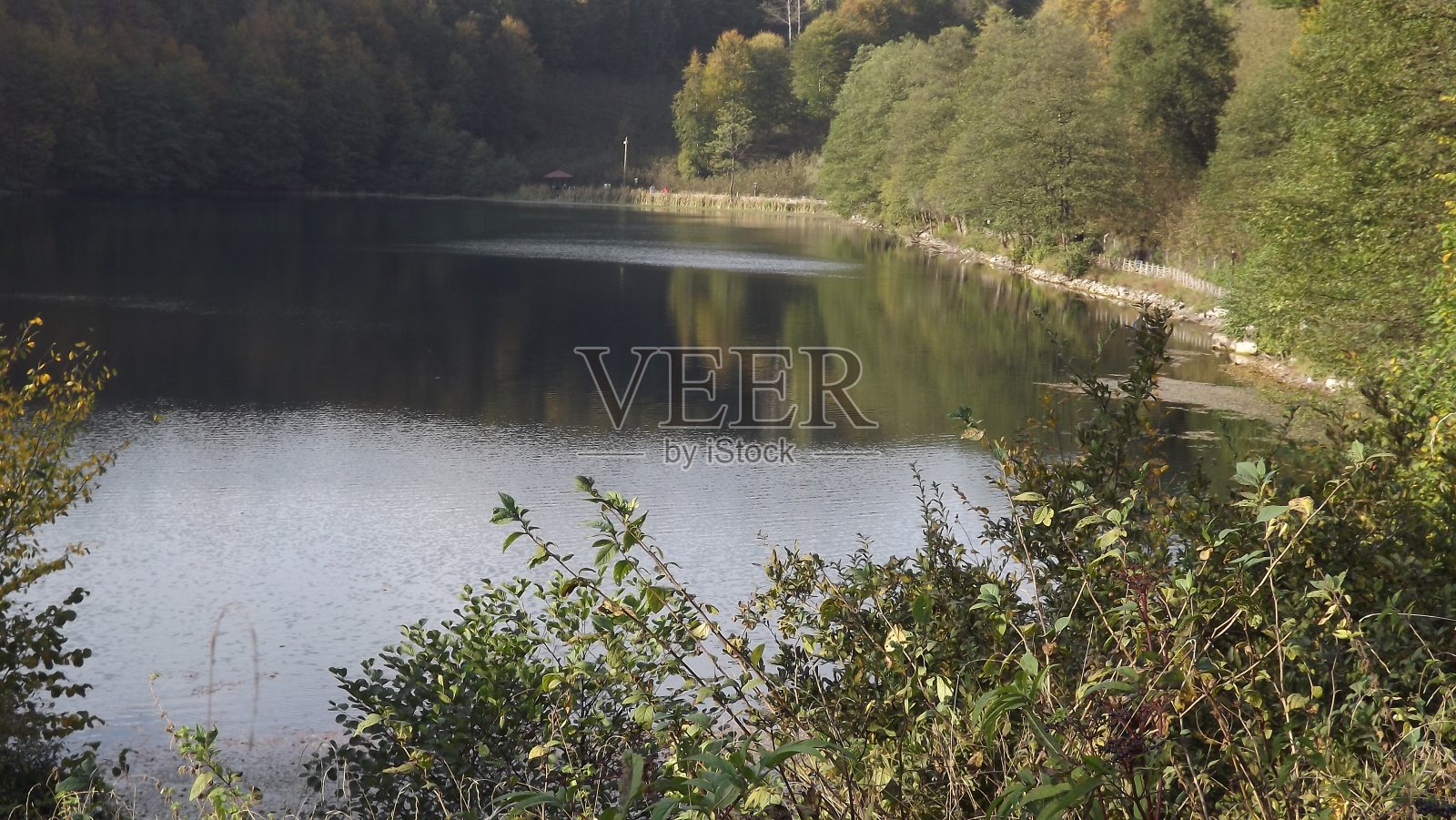 林中树木湖景照片摄影图片