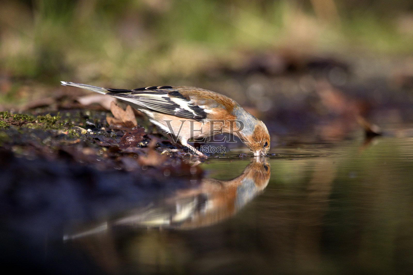 雄性苍头燕雀在森林里喝水照片摄影图片