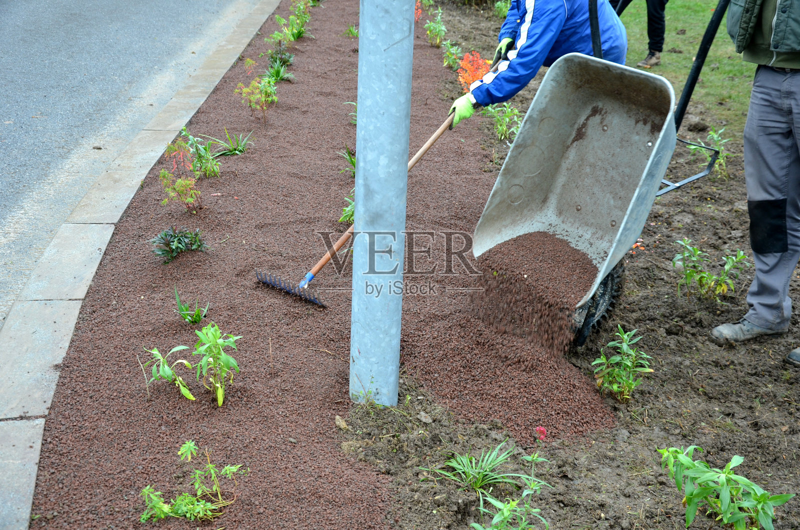 在花盆中种植多年生植物。园丁用熔岩棕色的砾石覆盖,防止杂草生长,并在夏天加热土壤表面。草原草原植被照片摄影图片