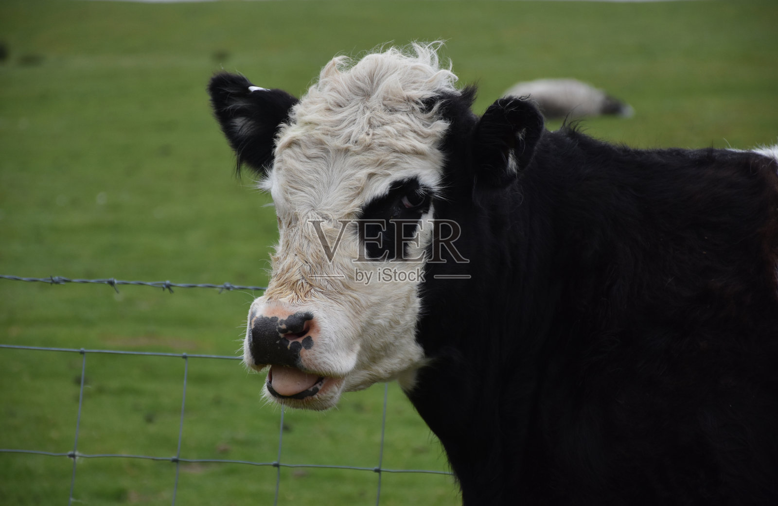可爱的黑白奶牛照片摄影图片