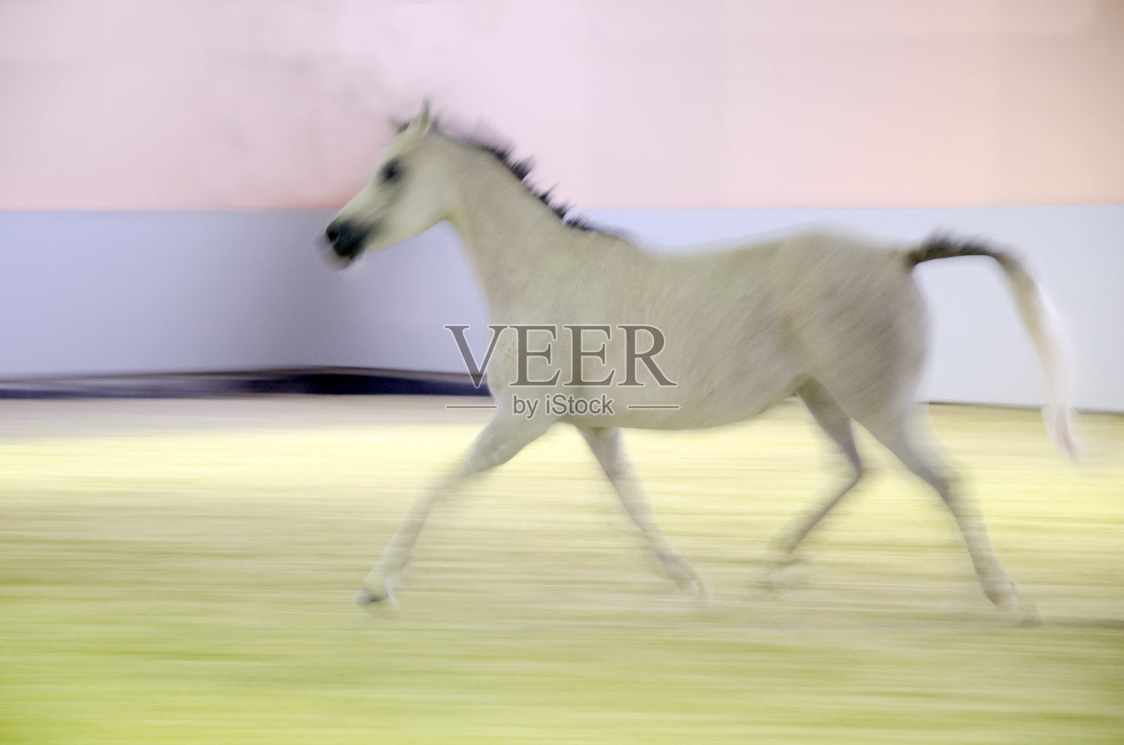 马和马驹奔跑-摇摄,散焦,抽象照片摄影图片