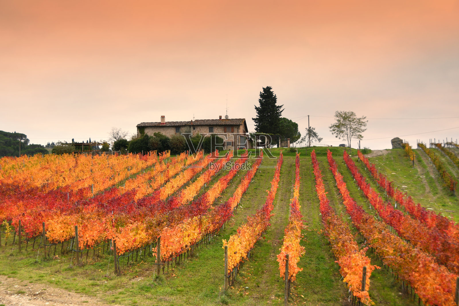 在佛罗伦萨附近的基安蒂古典区,秋日日落时五颜六色的葡萄园。意大利。照片摄影图片