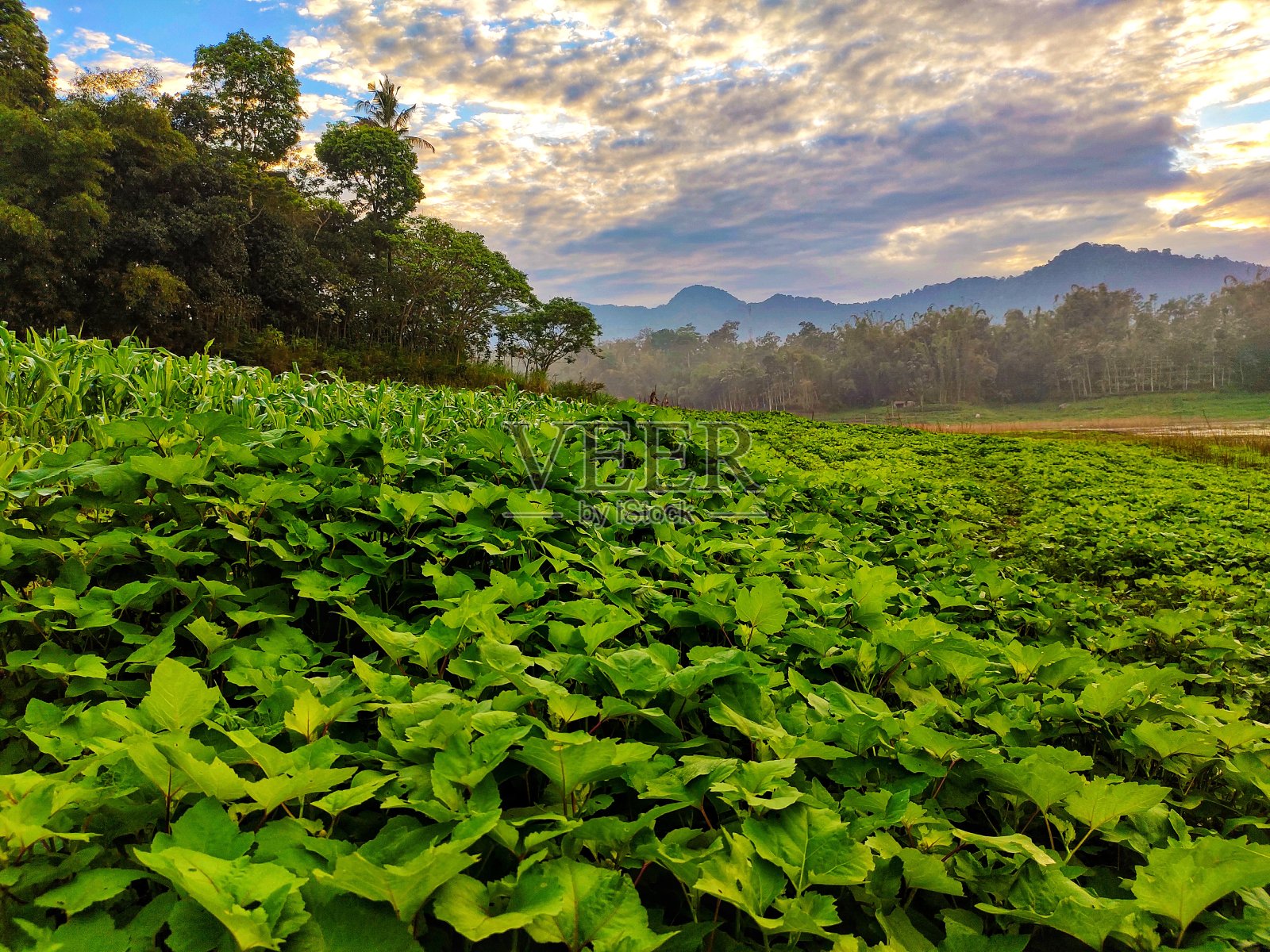 Selorejo水坝照片摄影图片