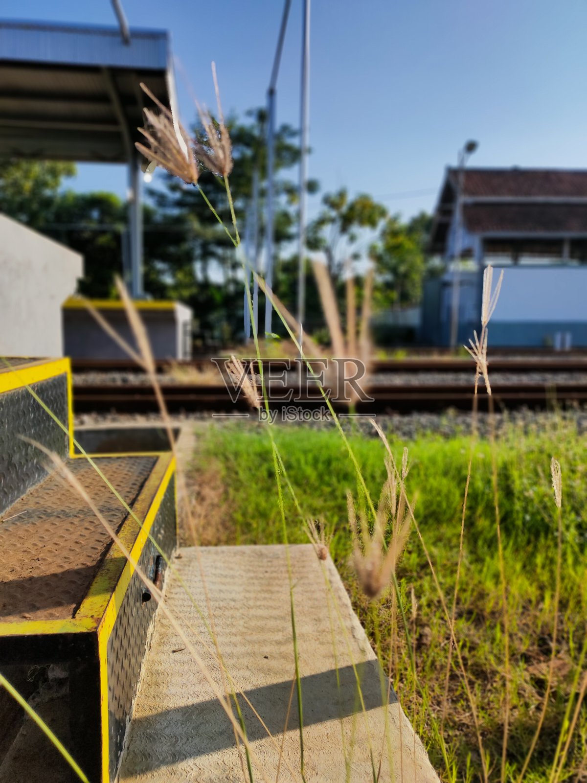 潘帕斯草原照片摄影图片