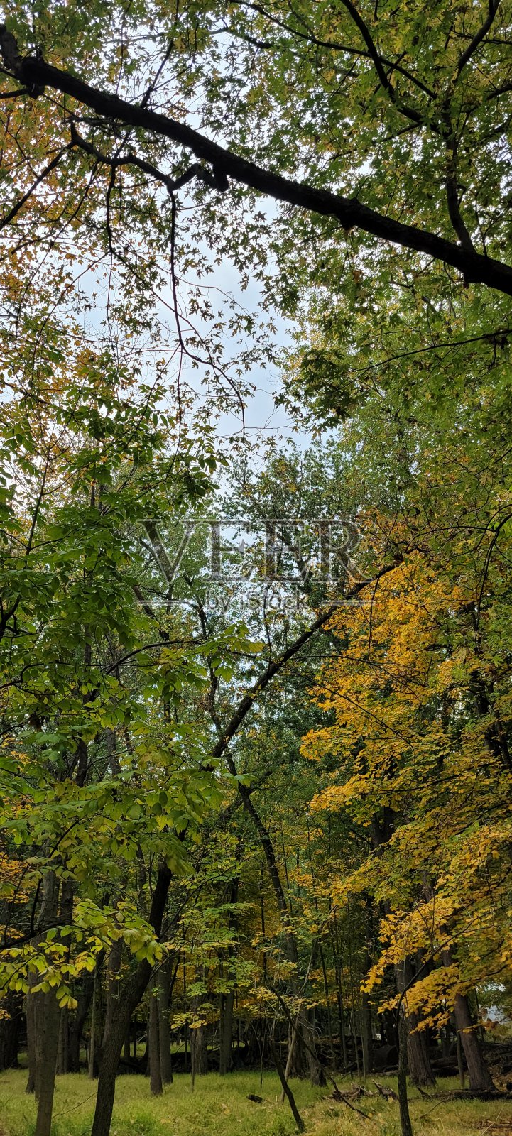 高大的黄色和绿色的树与倾斜的树枝照片摄影图片