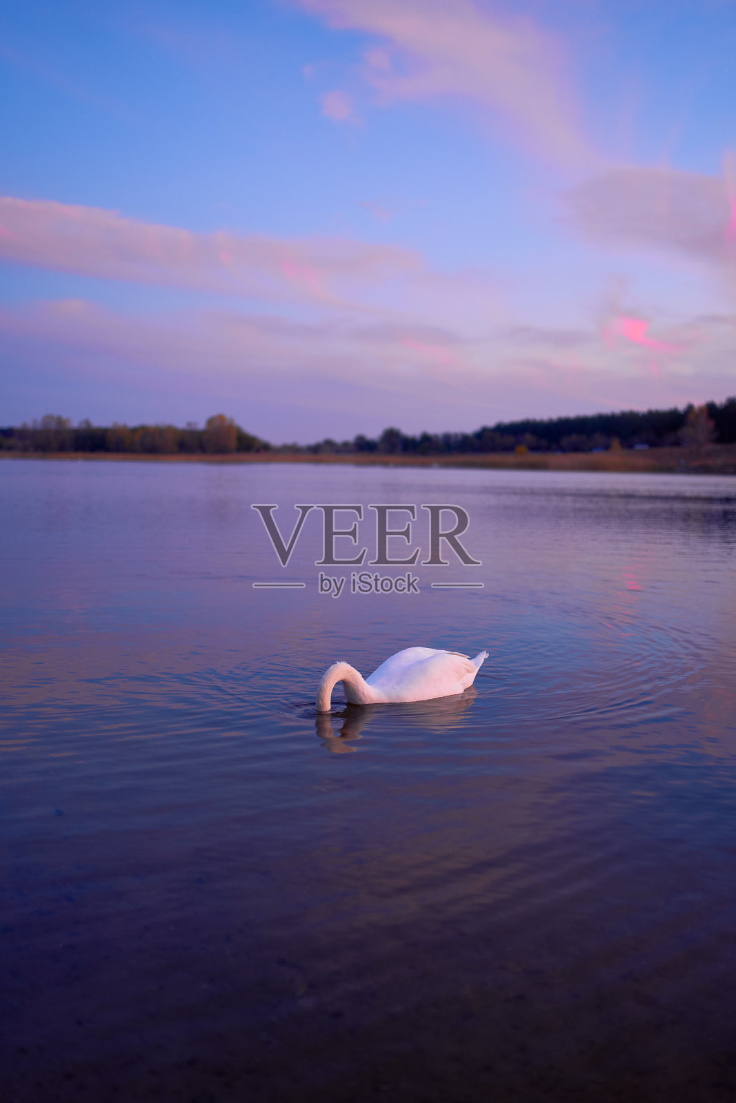 日落时分湖中美丽的天鹅。照片摄影图片