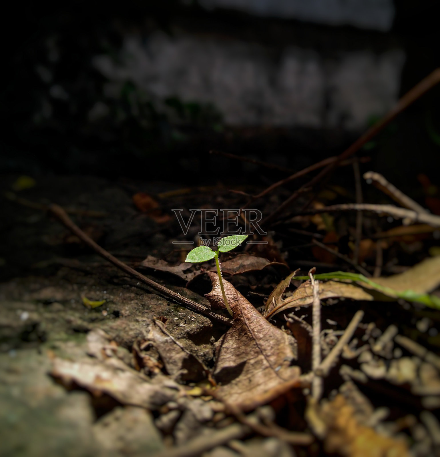 在不利的环境中成长照片摄影图片