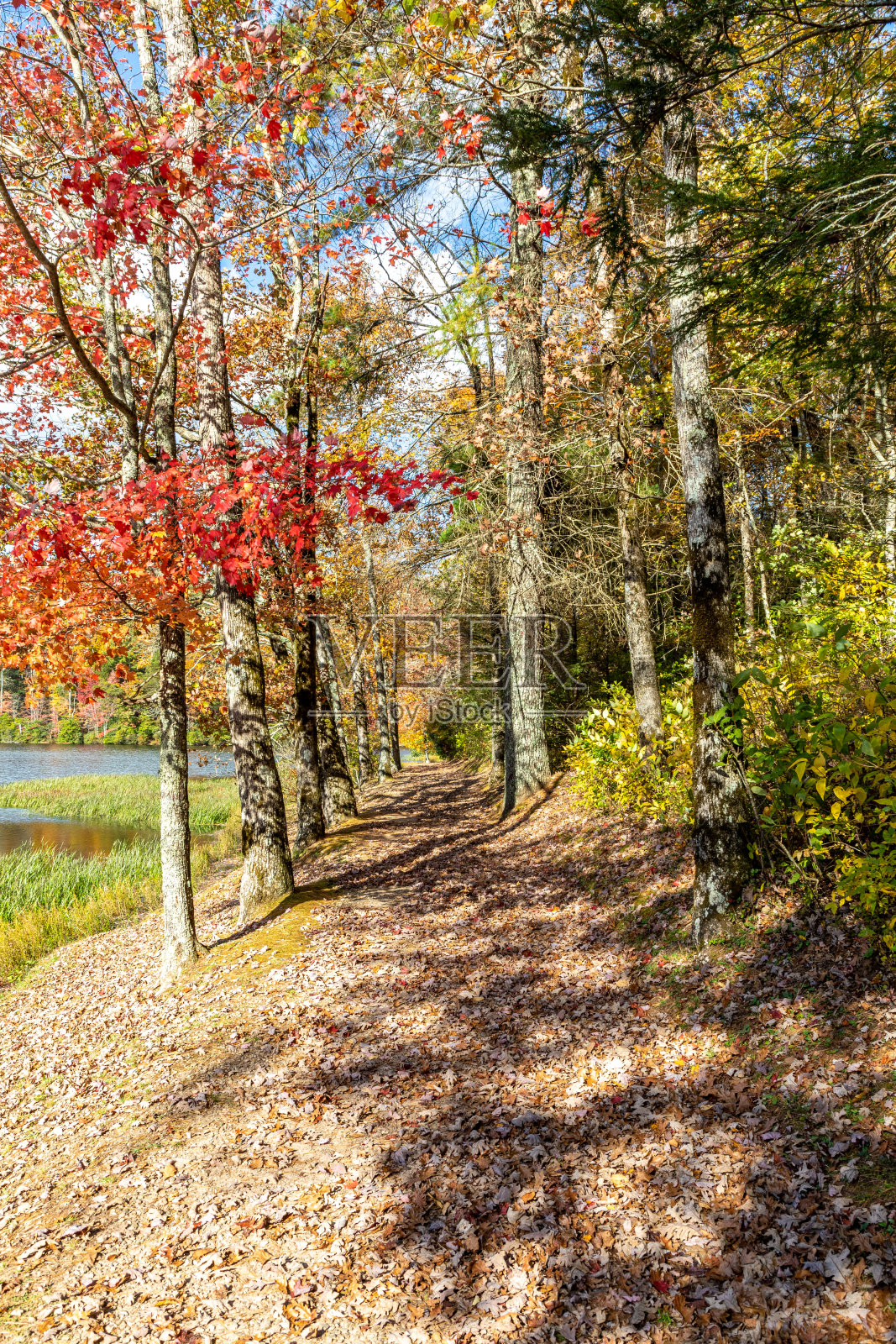 五彩缤纷的秋叶点缀着佐治亚小径照片摄影图片