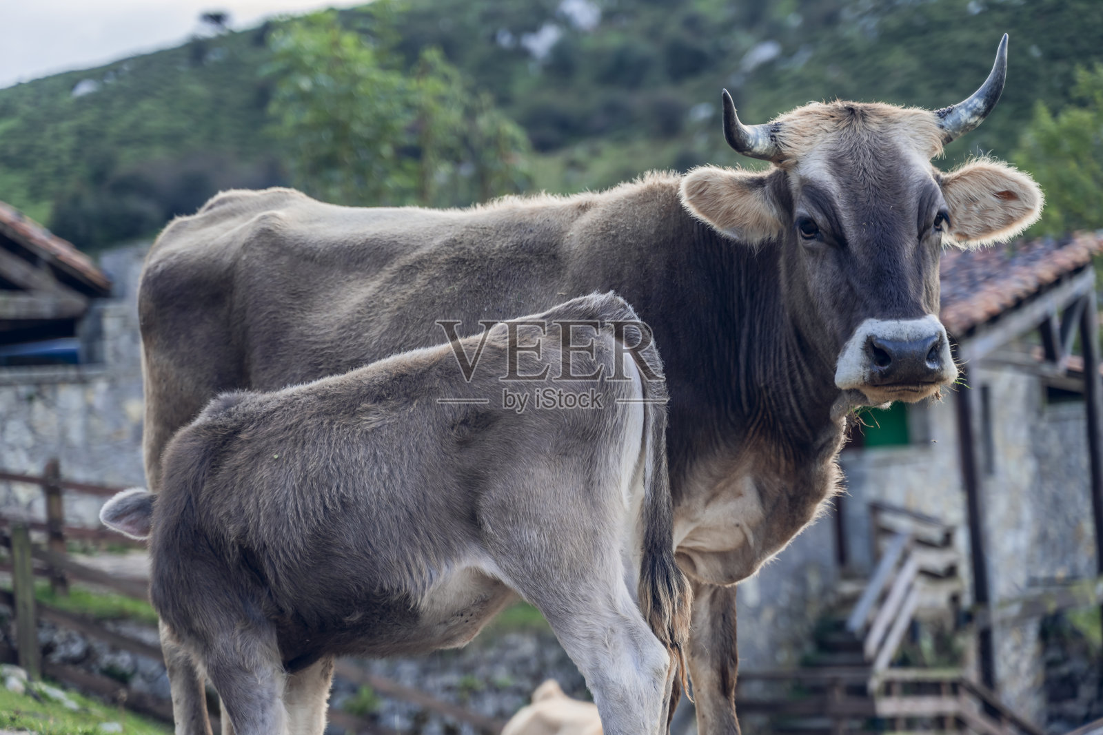 小牛喝妈妈的奶。照片摄影图片