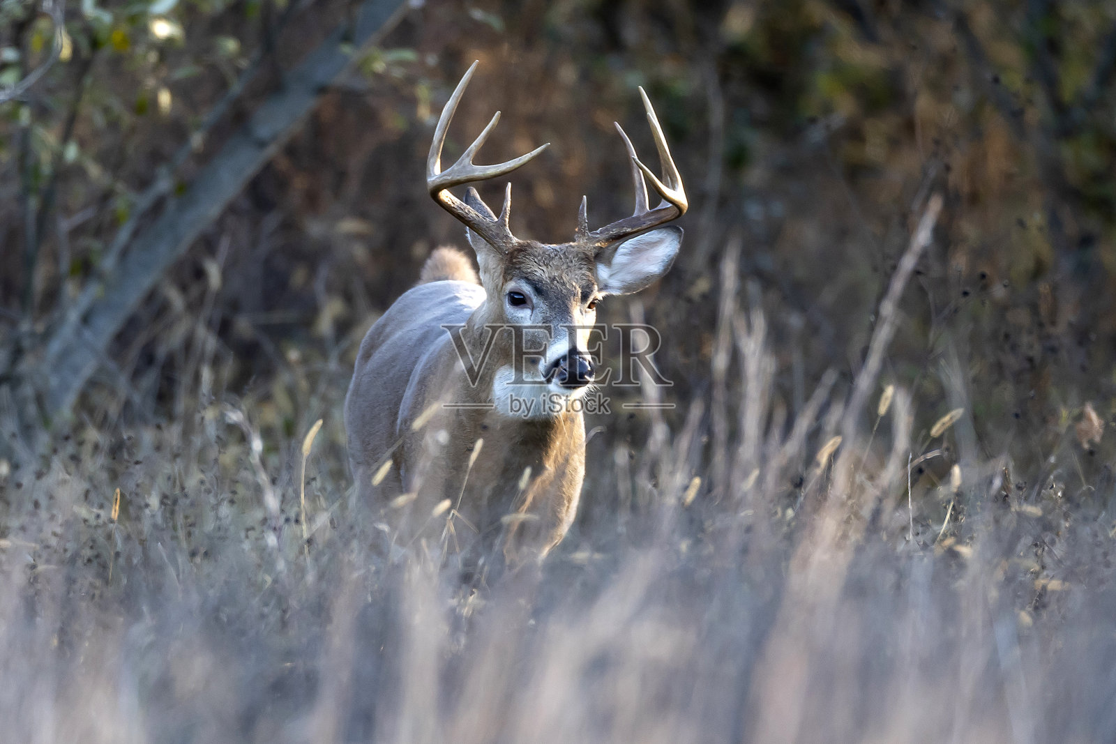 白尾巴克照片摄影图片