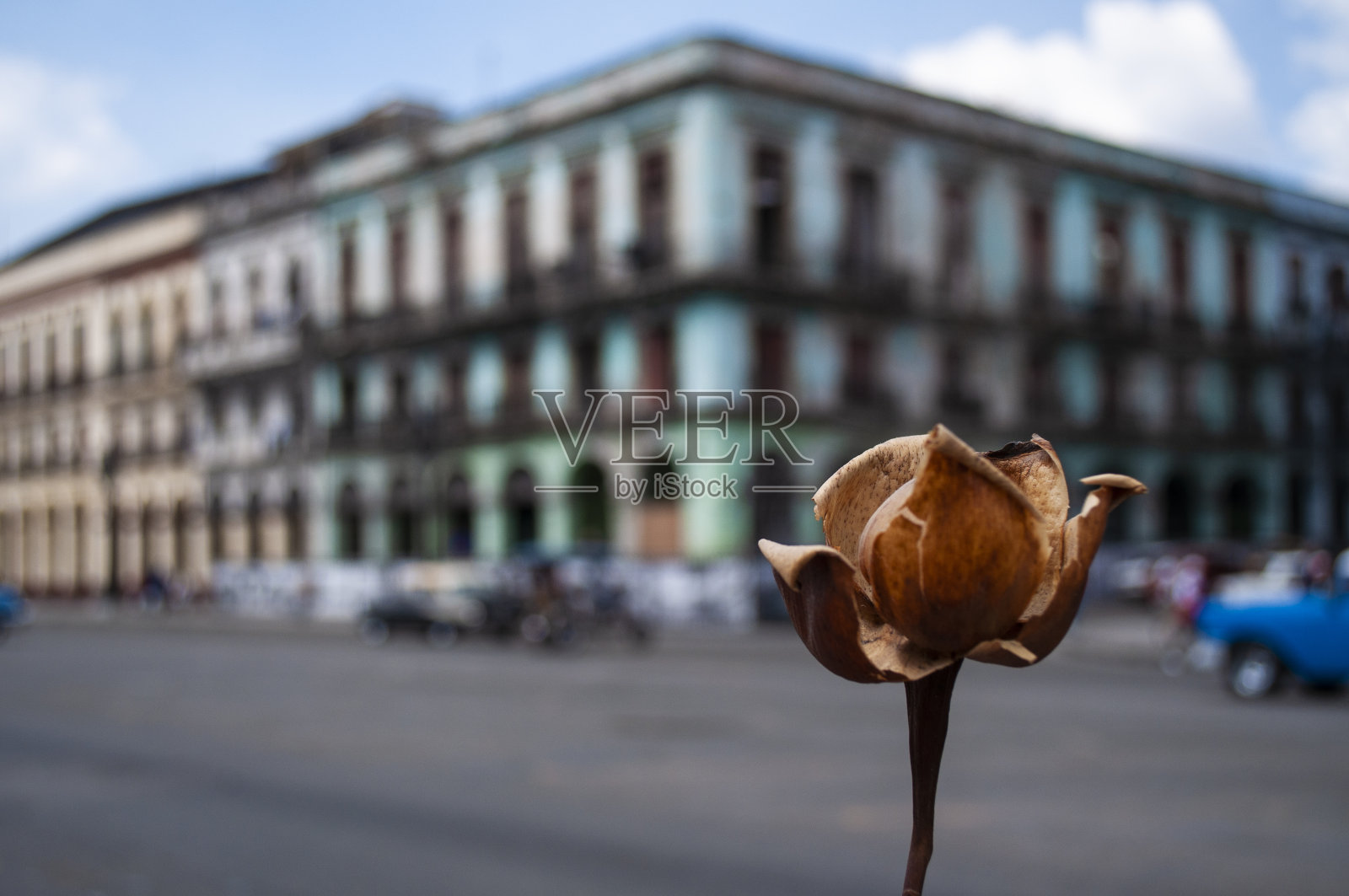 一朵古老城市街道上的花照片摄影图片