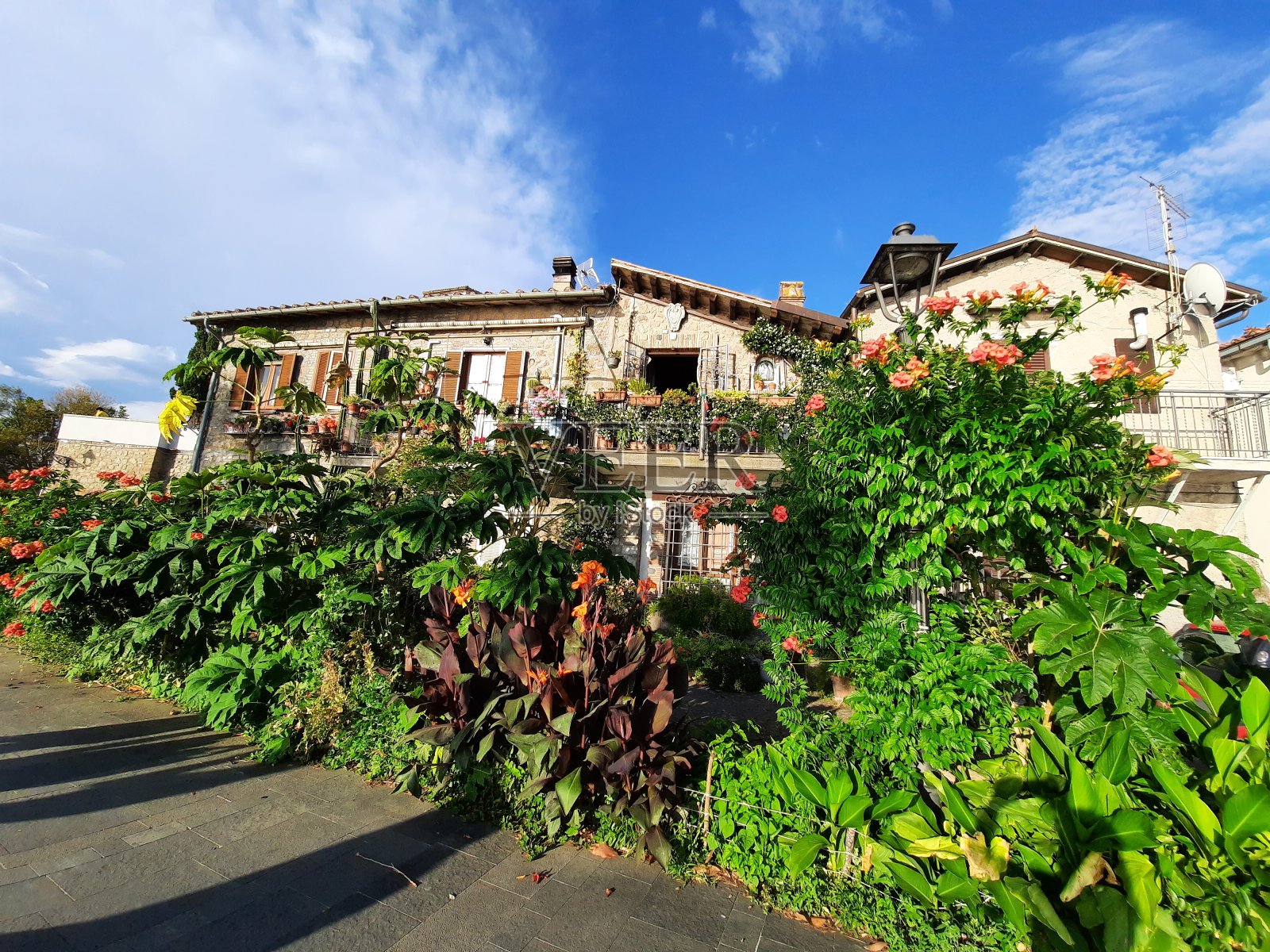 花的房子照片摄影图片