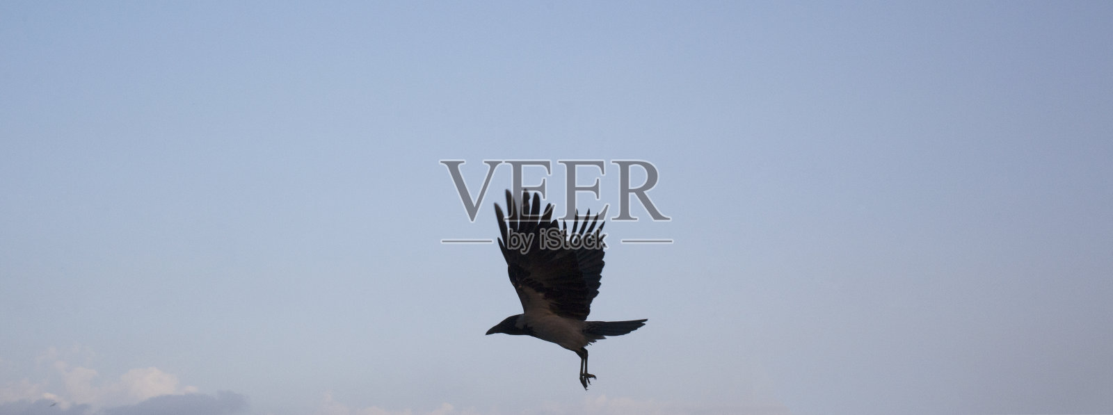 张开翅膀飞翔的乌鸦照片摄影图片