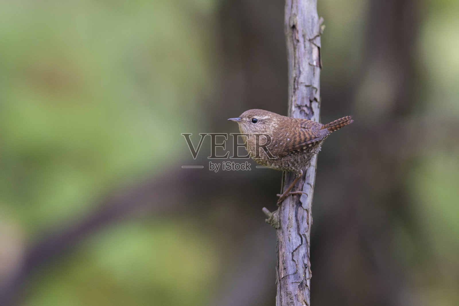 冬季鹪鹩(冬季鹪鹩)照片摄影图片