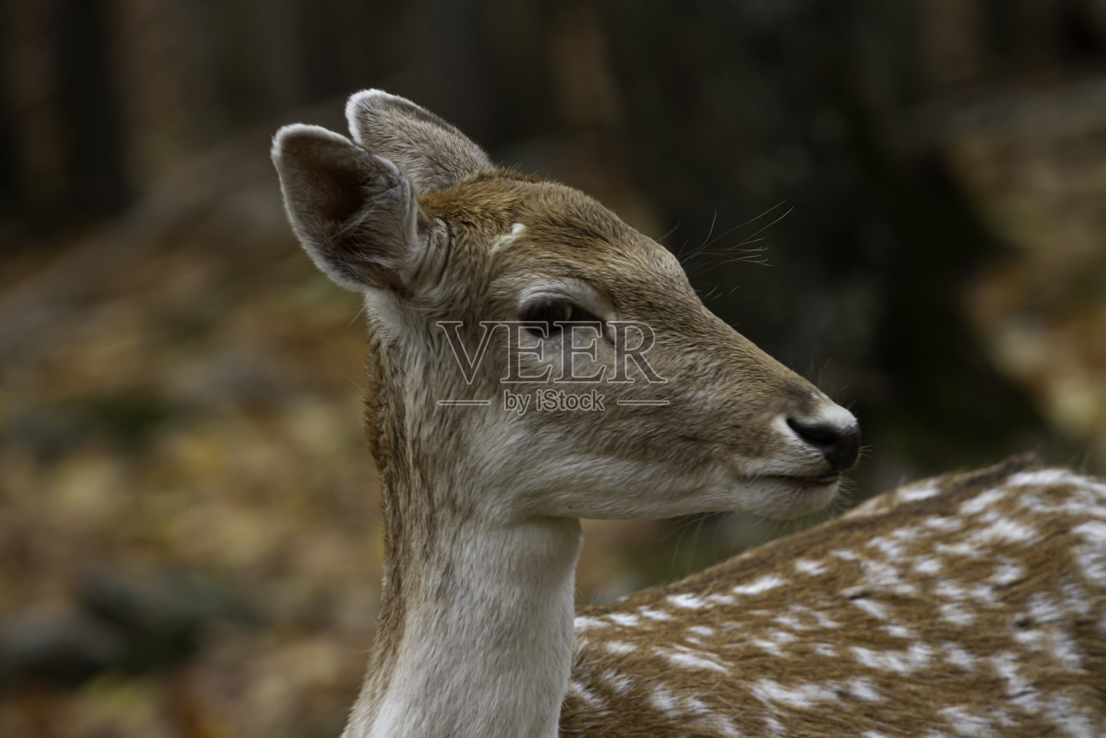 白尾鹿照片摄影图片