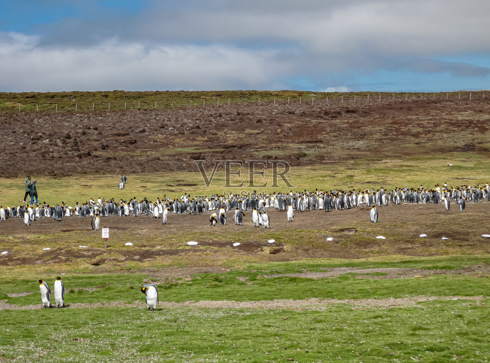 一群帝企鹅躺在英国福克兰岛的志愿者海滩上。照片摄影图片