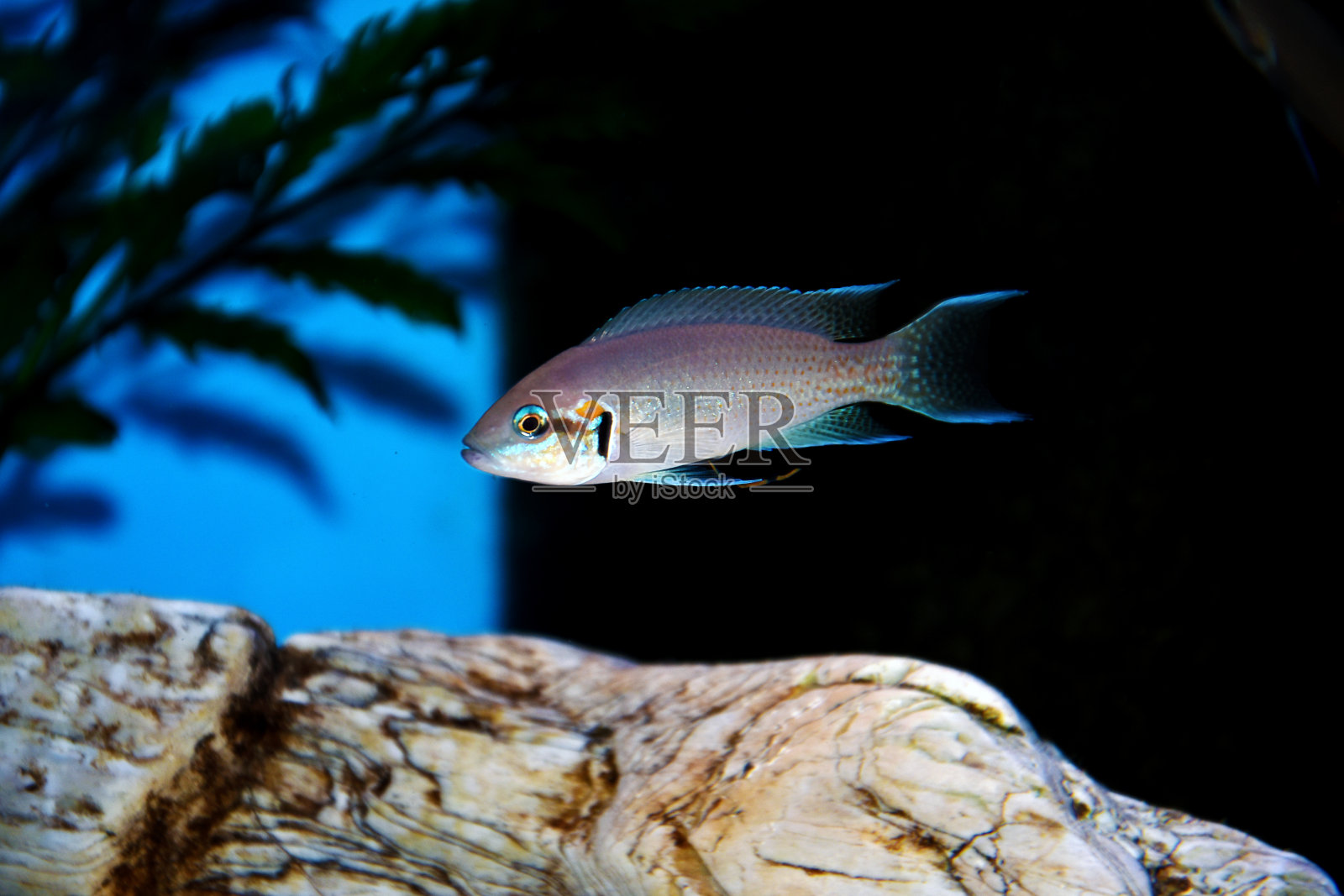 白化非洲公主鱼(Neolamprologus Brichardi)照片摄影图片