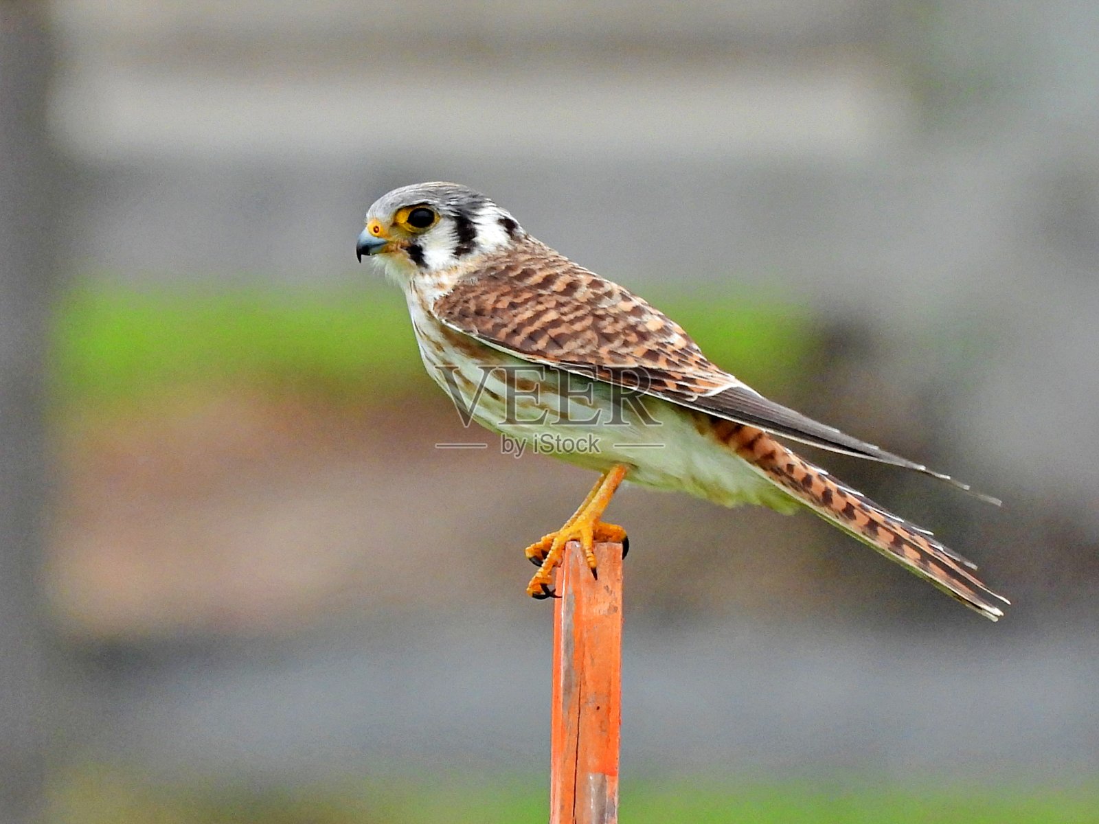 栖息在木柱上的美国红隼照片摄影图片