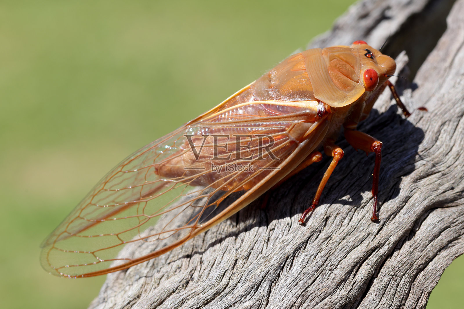 黄色周一蝉照片摄影图片