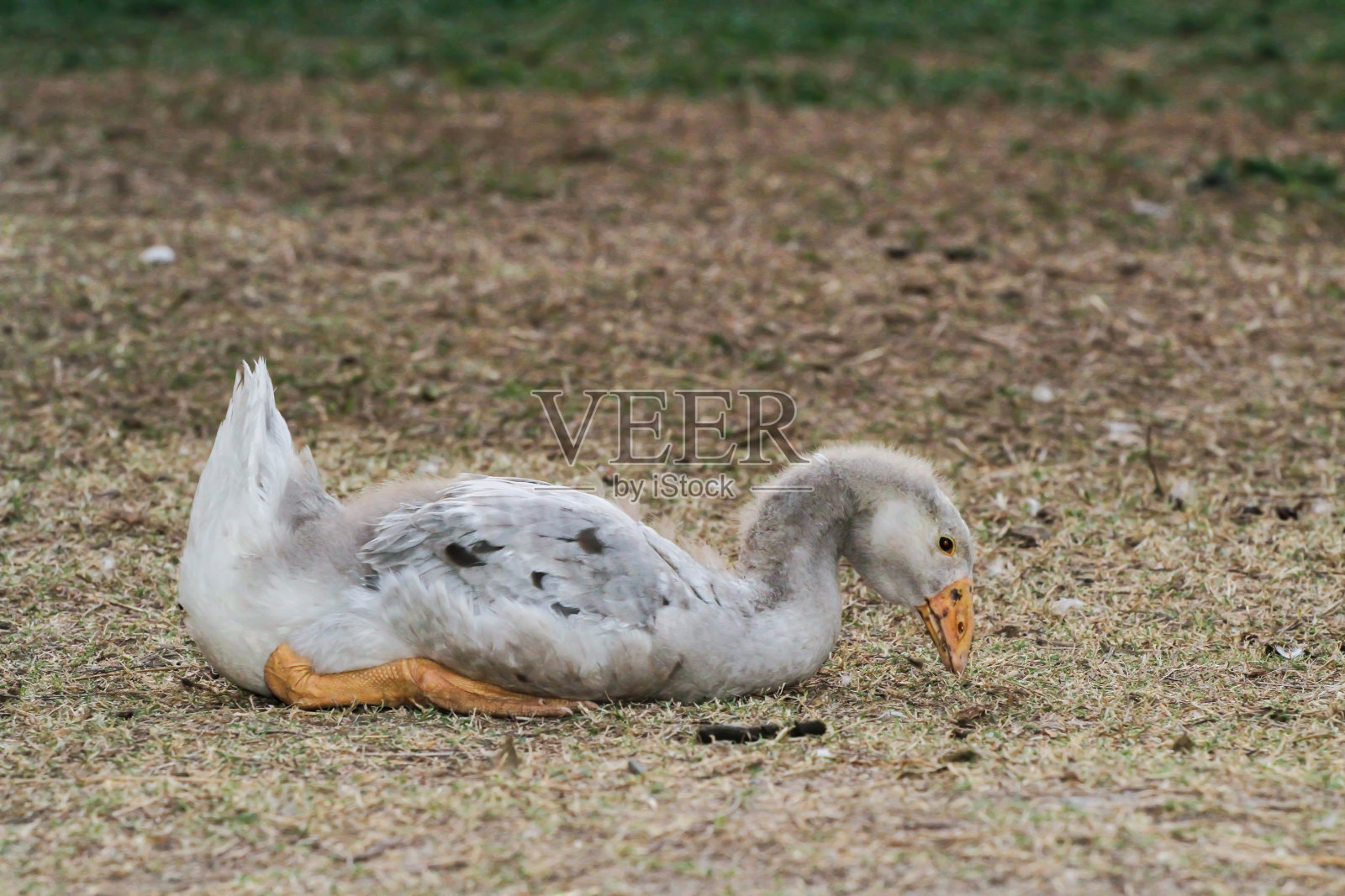鸭子在花园里吃草照片摄影图片