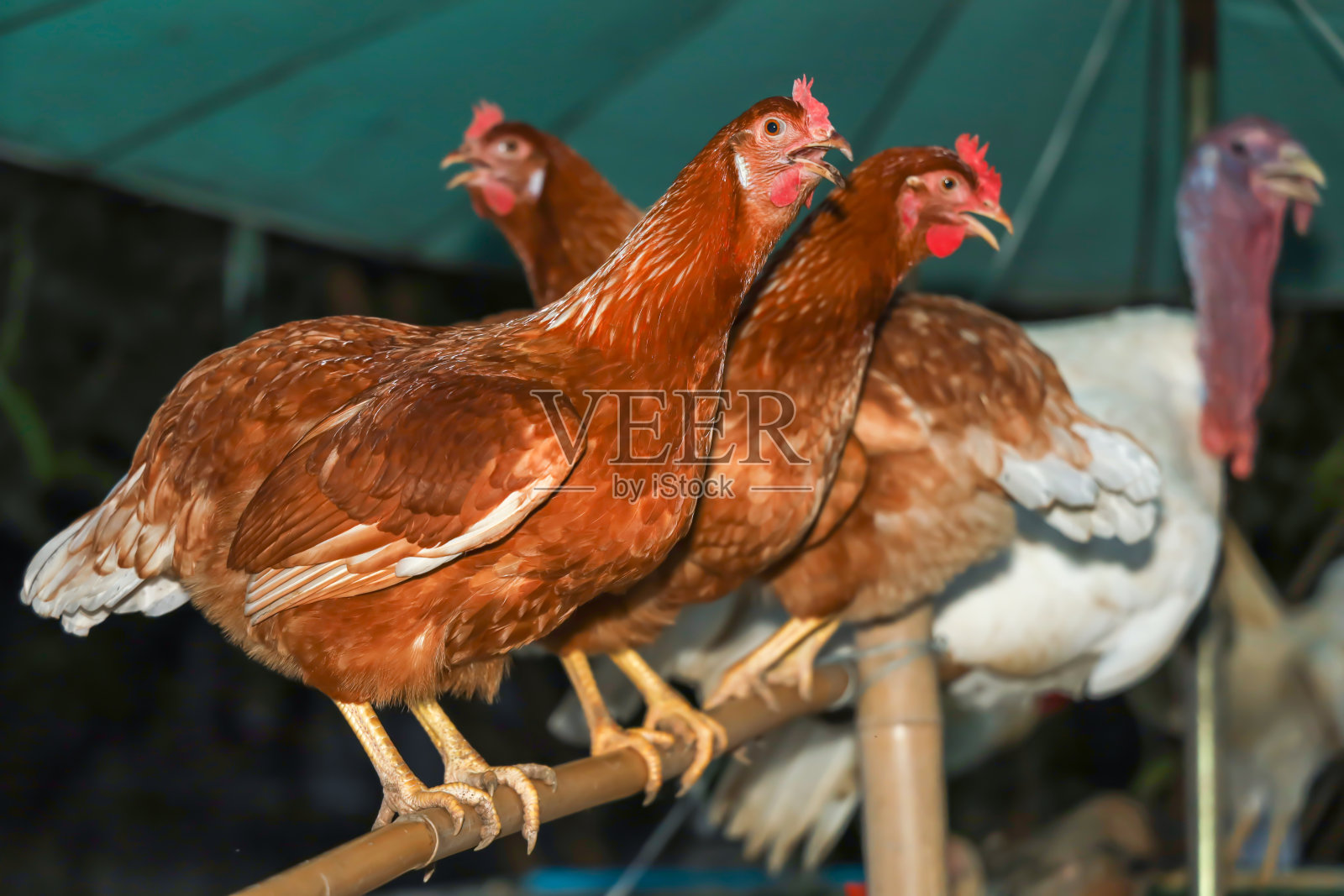 罗德岛是在泰国的花园照片摄影图片