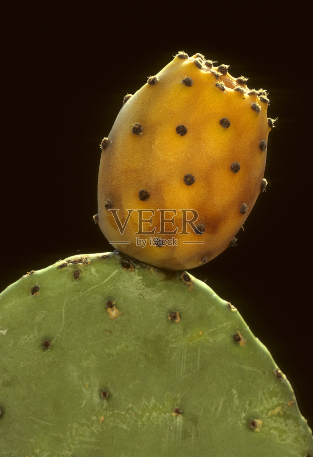 仙人球仙人掌照片摄影图片