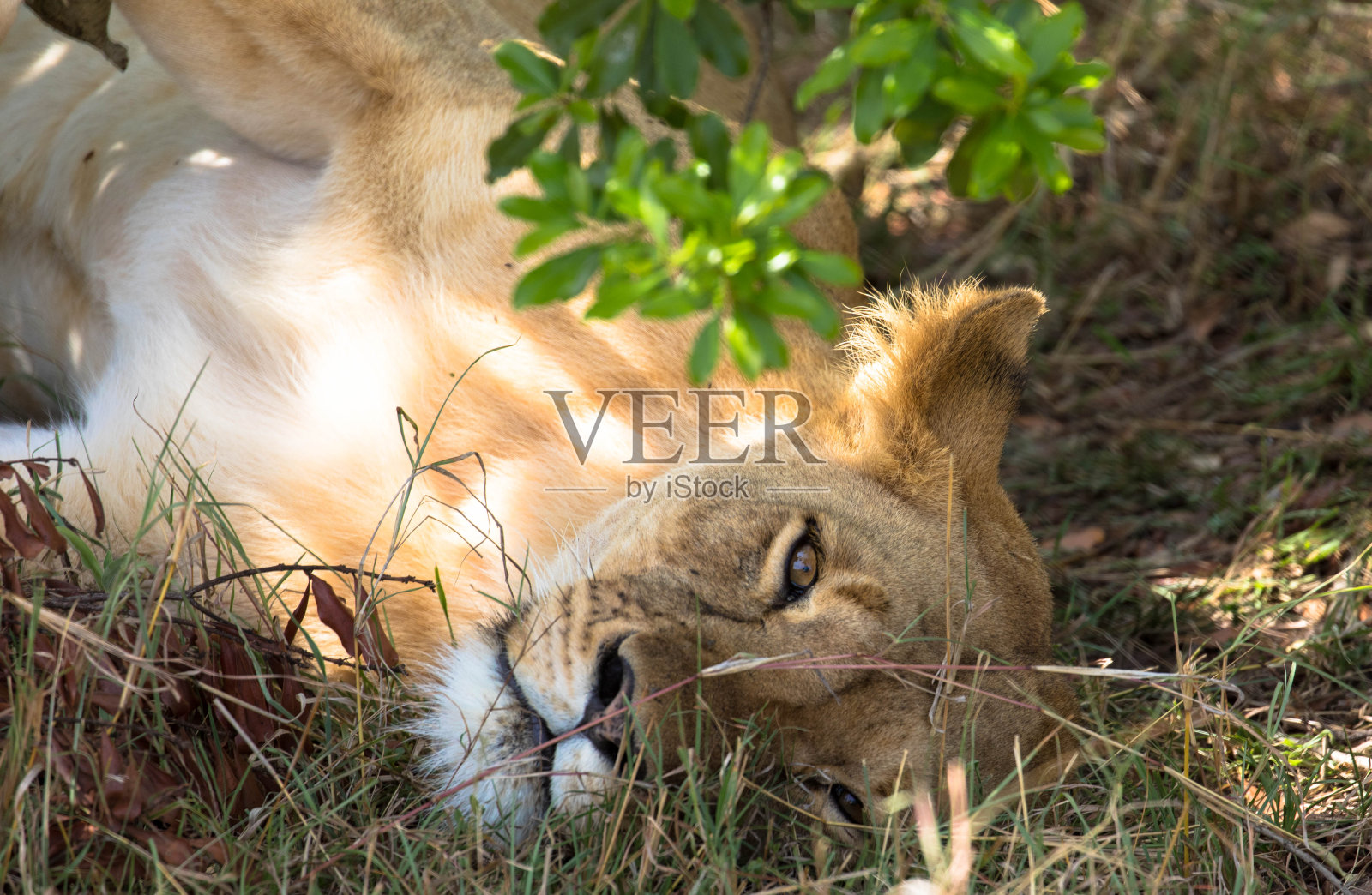 母非洲狮在它的自然栖息地放松和躺在地上照片摄影图片